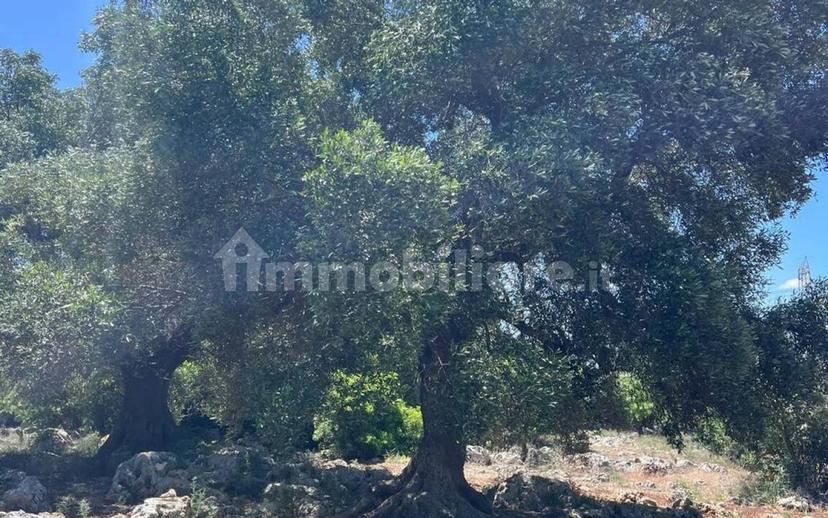 Rustico Strada Provinciale 26 via F.Fontana San C., Ceglie Messapica — foto 25 di 29