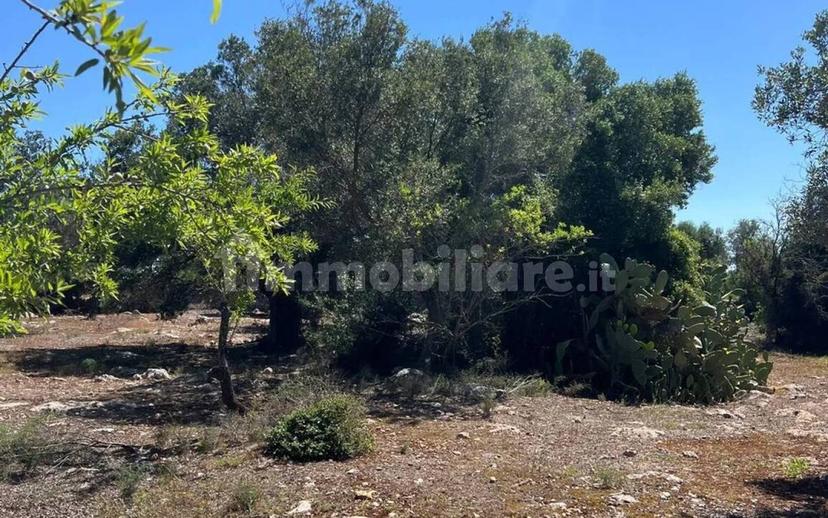 Rustico Strada Provinciale 26 via F.Fontana San C., Ceglie Messapica — foto 18 di 29