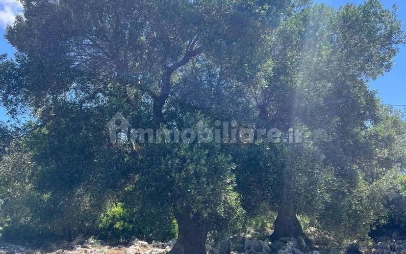 Rustico Strada Provinciale 26 via F.Fontana San C., Ceglie Messapica — foto 20 di 29