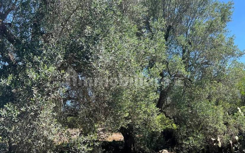 Rustico Strada Provinciale 26 via F.Fontana San C., Ceglie Messapica — foto 9 di 29
