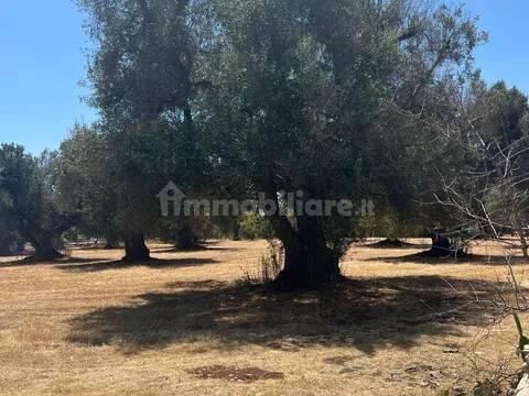 Rustico via Villa Castelli San C, Martina Franca — foto 12 di 45