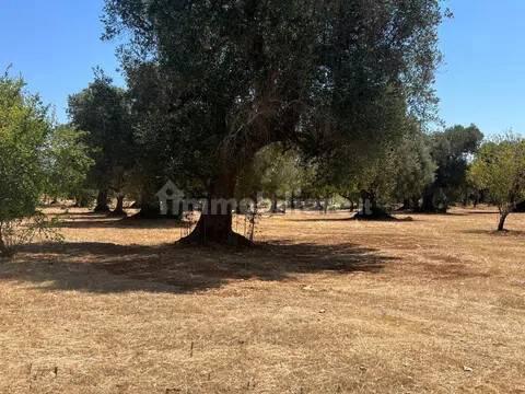 Rustico via Villa Castelli San C, Martina Franca — foto 23 di 45