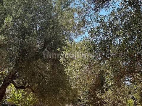 Rustico via Villa Castelli San C, Martina Franca — foto 27 di 45
