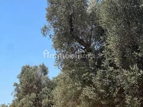 Rustico via Villa Castelli San C, Martina Franca — foto 38 di 45