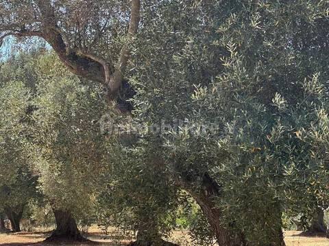 Rustico via Villa Castelli San C, Martina Franca — foto 13 di 45