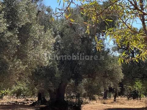 Rustico via Villa Castelli San C, Martina Franca — foto 44 di 45
