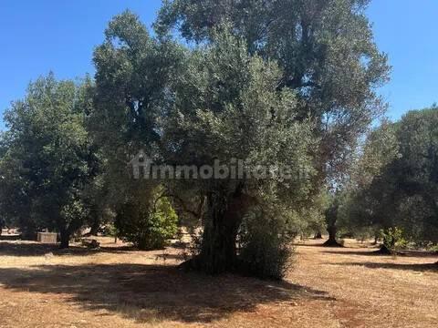 Rustico via Villa Castelli San C, Martina Franca — foto 10 di 45