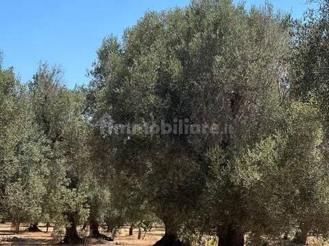 Rustico via Villa Castelli San C, Martina Franca — foto 31 di 45