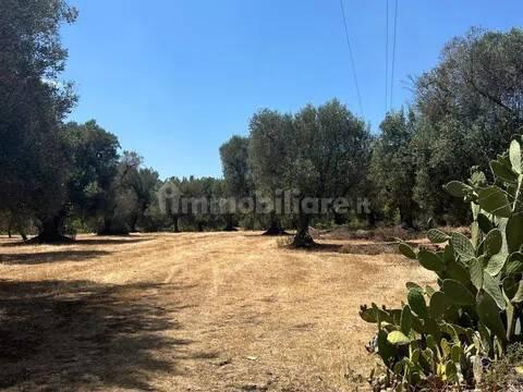 Rustico via Villa Castelli San C, Martina Franca — foto 34 di 45