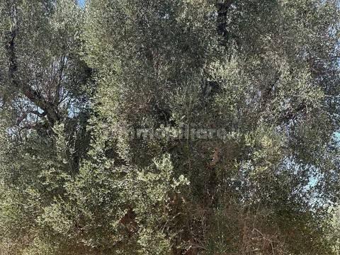 Rustico via Villa Castelli San C, Martina Franca — foto 19 di 45