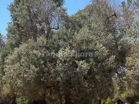 Rustico via Villa Castelli San C, Martina Franca — foto 22 di 45