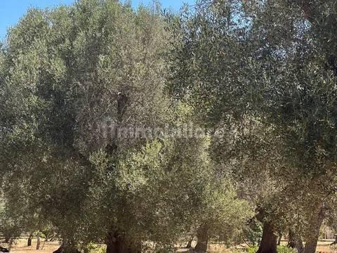 Rustico via Villa Castelli San C, Martina Franca — foto 15 di 45