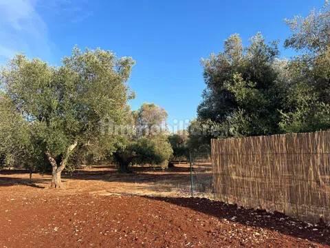 Rustico, buono stato, 400 m², Via Ludovico, Corso Umberto I, Vittorio Emanuele, Ostuni — foto 3 di 88