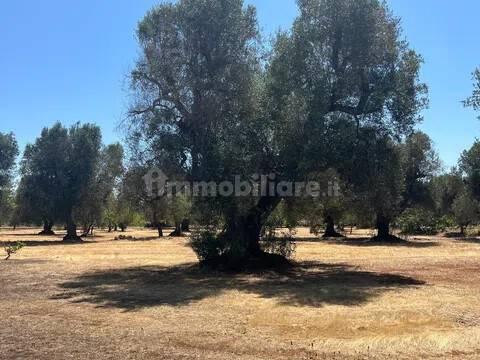 Rustico via Villa Castelli San C, Martina Franca — foto 35 di 45