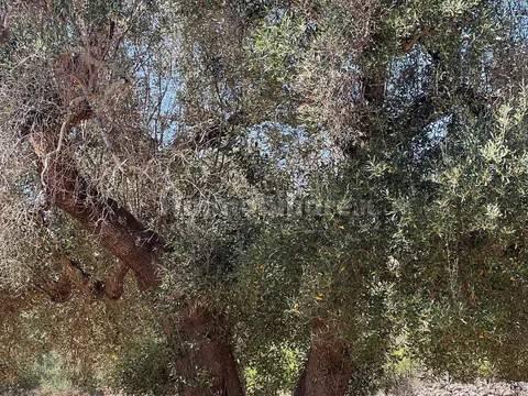 Rustico via Villa Castelli San C, Martina Franca — foto 26 di 45