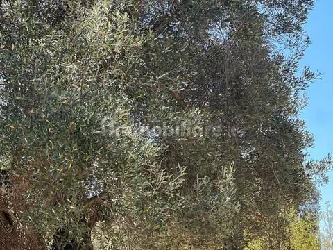 Rustico via Villa Castelli San C, Martina Franca — foto 42 di 45