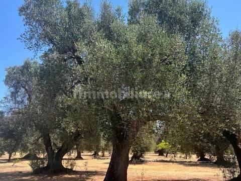 Rustico via Villa Castelli San C, Martina Franca — foto 28 di 45