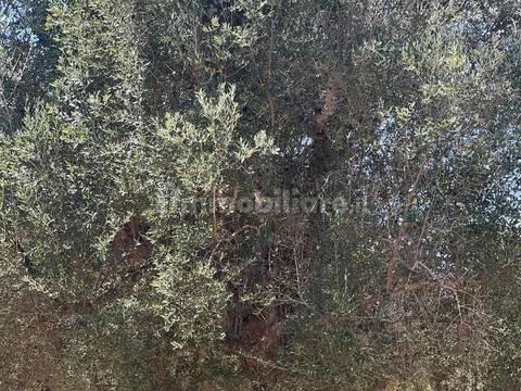 Rustico via Villa Castelli San C, Martina Franca — foto 5 di 45