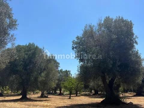 Rustico via Villa Castelli San C, Martina Franca — foto 16 di 45