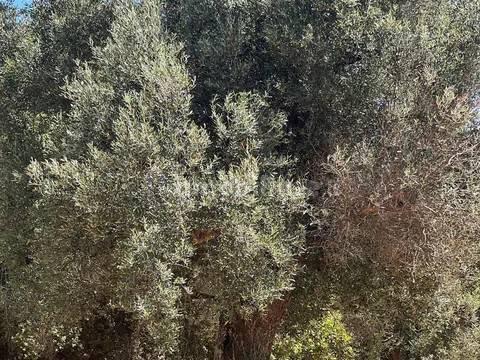Rustico via Villa Castelli San C, Martina Franca — foto 4 di 45