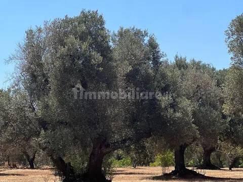 Rustico via Villa Castelli San C, Martina Franca — foto 45 di 45