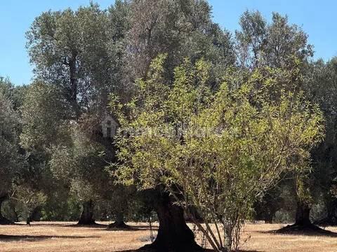 Rustico via Villa Castelli San C, Martina Franca — foto 21 di 45