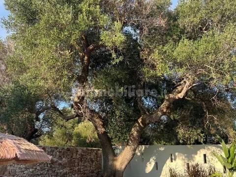 Rustico, buono stato, 400 m², Via Ludovico, Corso Umberto I, Vittorio Emanuele, Ostuni — foto 11 di 88