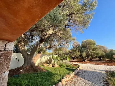 Rustico, buono stato, 400 m², Via Ludovico, Corso Umberto I, Vittorio Emanuele, Ostuni — foto 22 di 88