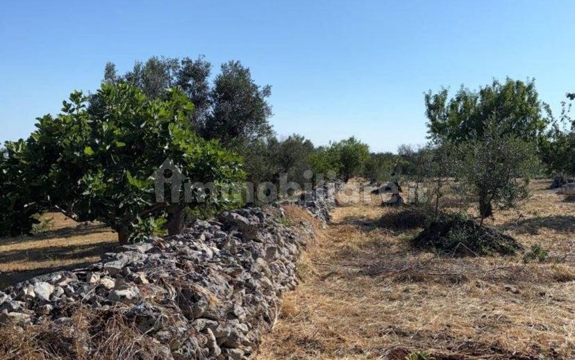 Villa unifamiliare Contrada Picoco Grotta, Santa Caterina, Ramunno, Chianchizzo, Ostuni — foto 40 di 93