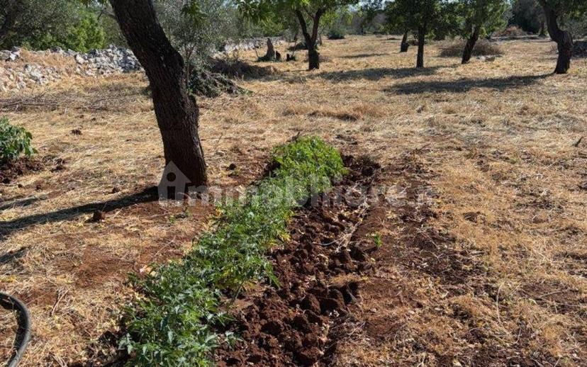 Villa unifamiliare Contrada Picoco Grotta, Santa Caterina, Ramunno, Chianchizzo, Ostuni — foto 30 di 93