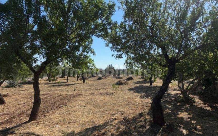 Villa unifamiliare Contrada Picoco Grotta, Santa Caterina, Ramunno, Chianchizzo, Ostuni — foto 5 di 93