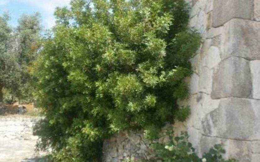 Villa unifamiliare, ottimo stato, 78 m², Via Ludovico, Corso Umberto I, Vittorio Emanuele, Ostuni — foto 10 di 16