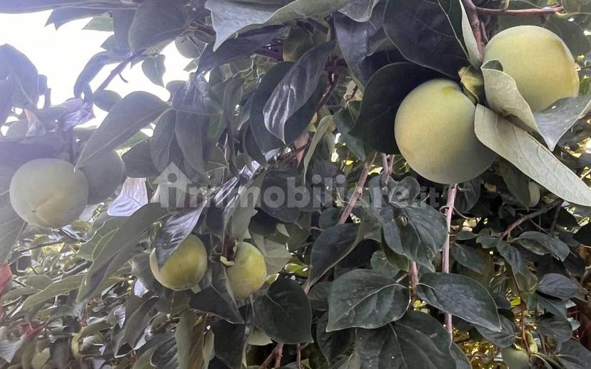 Appartamento via Benedetto Cairoli 16, Centro, Bagnacavallo — foto 6 di 16