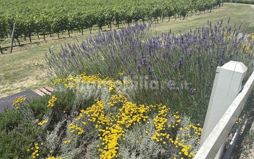 Villa unifamiliare via Roma, Città Giardino, Viareggio — foto 21 di 22