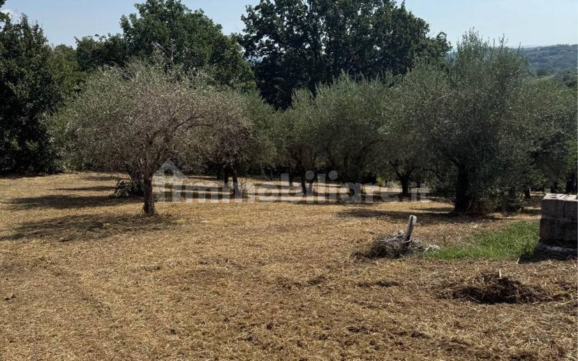 Villa unifamiliare Contrada Bosco, Bosco, Montemiletto — foto 9 di 22
