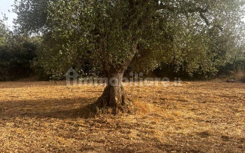 Rustico Sp22, Ceglie Messapica — foto 5 di 11