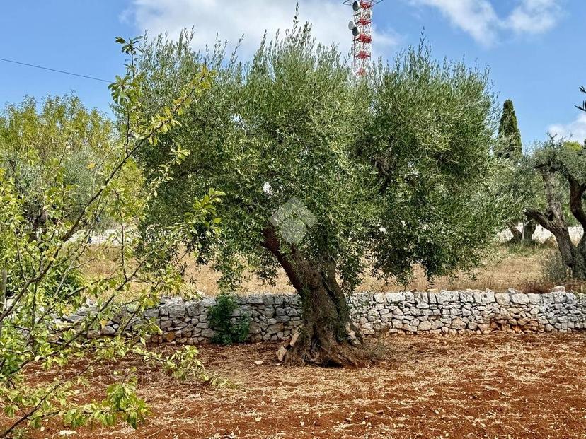 Terratetto unifamiliare Contrada Impalata, Impalata, Monopoli — foto 10 di 38