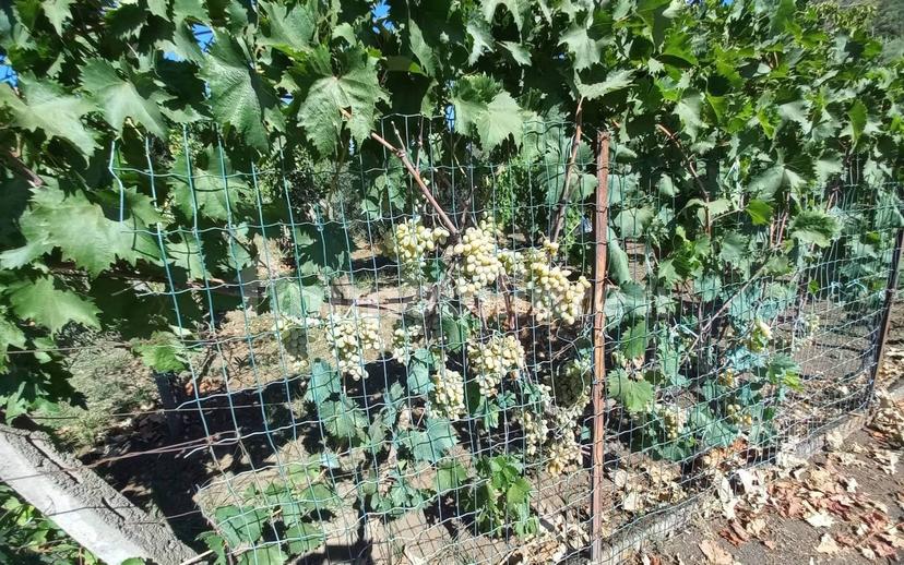 Rustico via San Michele traversa 1, Piedimonte Etneo — foto 13 di 17