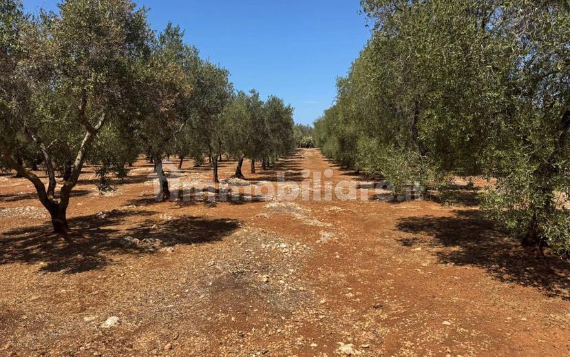 Villa unifamiliare Contrada Colacurto, Carovigno — foto 23 di 25