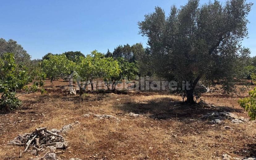 Villa unifamiliare Contrada Colacurto, Carovigno — foto 7 di 25