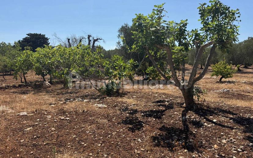Villa unifamiliare Contrada Colacurto, Carovigno — foto 8 di 25