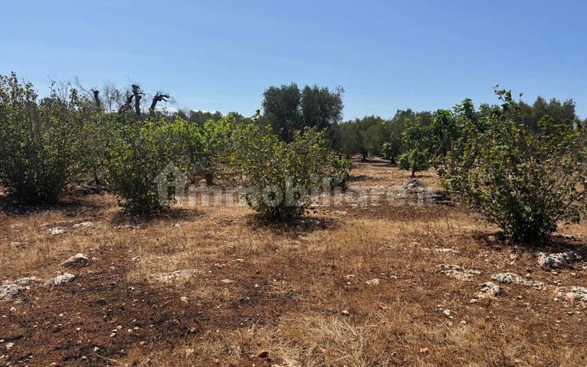 Villa unifamiliare Contrada Colacurto, Carovigno — foto 11 di 25