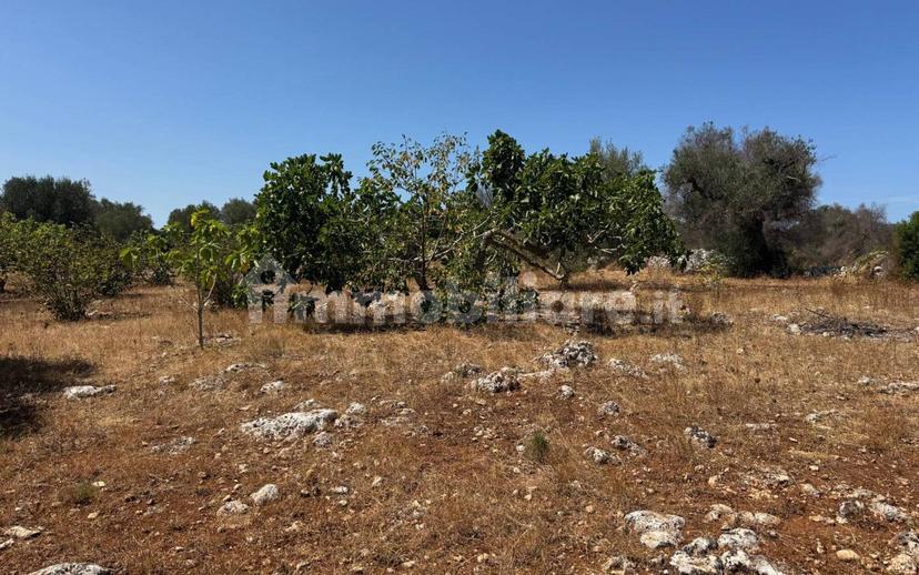 Villa unifamiliare Contrada Colacurto, Carovigno — foto 24 di 25