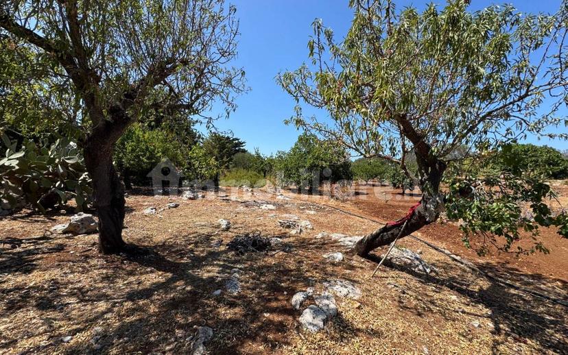 Villa unifamiliare Contrada Colacurto, Carovigno — foto 9 di 25