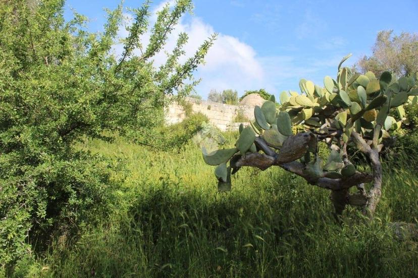 Rustico Contrada Puspo, Carovigno — foto 4 di 13