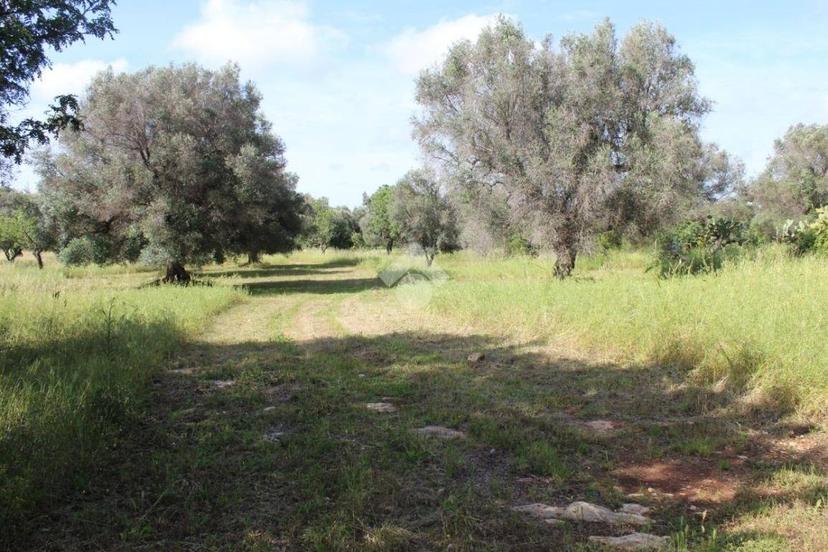 Rustico Contrada Puspo, Carovigno — foto 7 di 13