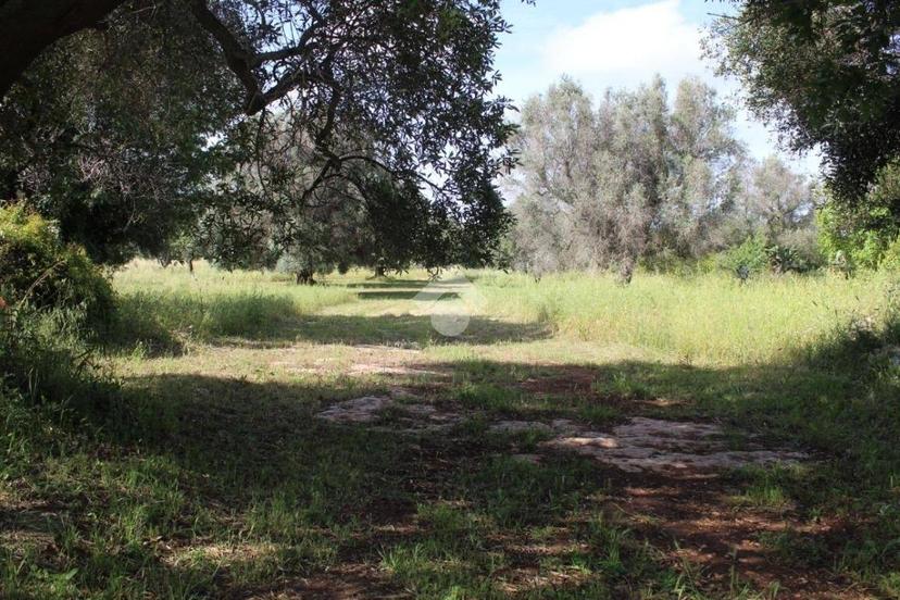 Rustico Contrada Puspo, Carovigno — foto 8 di 13