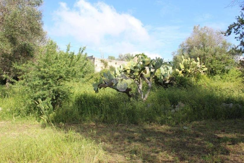 Rustico Contrada Puspo, Carovigno — foto 13 di 13