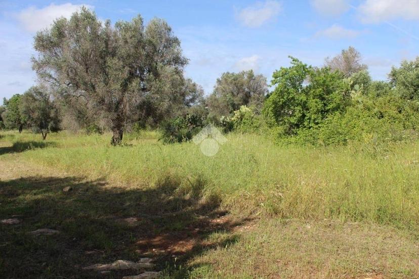 Rustico Contrada Puspo, Carovigno — foto 10 di 13