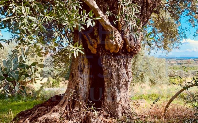 Villa unifamiliare via Tommaso Fazello 228, Centro, Noto — foto 30 di 48